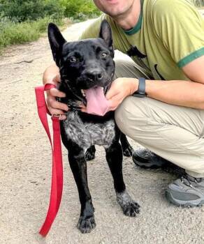 Pit Bull Terrier and Australian Cattle Dog Blue Heeler Dogs Available for Adoption in Fairfield, Connecticut - Jax | PetCurious