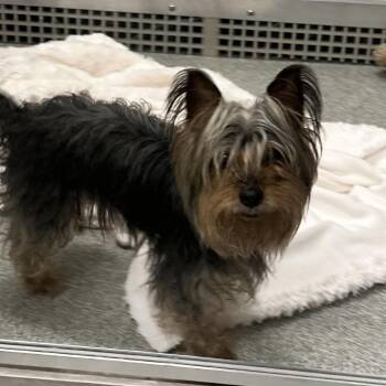 Mixed Breed Dogs Available for Adoption in Oak Brook, Illinois - Dorothy | PetCurious