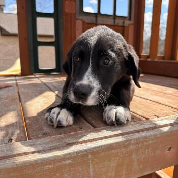 Border Collie and Golden Retriever Dogs Available for Adoption - Leo | PetCurious