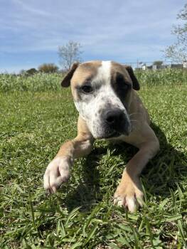 American Staffordshire Terrier Dogs Available for Adoption in Spring, Texas - Henry | PetCurious