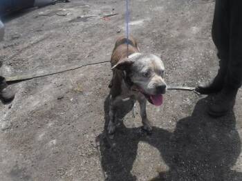 LENA -  American Bulldog and Mixed Breed Dog for Adoption in Doral, Florida - LENA | PetCurious