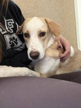 Sadie -  Hound and Mixed Breed Dog for Adoption in East Brookfield, Massachusetts - Sadie | PetCurious