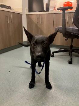 German Shepherd Dog and Mixed Breed Dogs Available for Adoption in Baytown, Texas - ANNIE | PetCurious