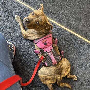 Queenie -  American Staffordshire Terrier Dog for Adoption in Chicago, Illinois - Queenie | PetCurious