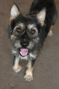 Floodway -  Terrier Dog for Adoption in Tucson, Arizona - Floodway | PetCurious
