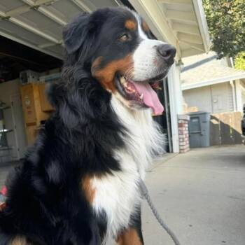 Bernese Mountain Dog Dogs Available for Adoption in Merritt Island, Florida - Rip | PetCurious