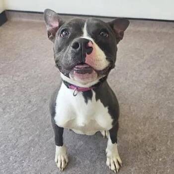Coco Chanelle -  American Staffordshire Terrier Dog for Adoption in Brentwood, Missouri - Coco Chanelle | PetCurious