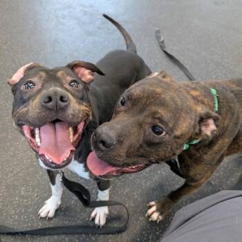 Mixed Breed Dogs Available for Adoption in West Olive, Michigan - Mila | PetCurious