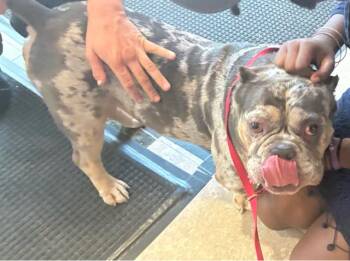 ODYSSEUS -  Mixed Breed Dog for Adoption in West Palm Beach, Florida - ODYSSEUS | PetCurious