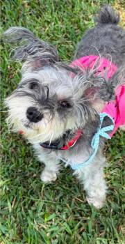 Paris -  Miniature Schnauzer Dog Available for Adoption in Garden Valley, Idaho - Paris | PetCurious