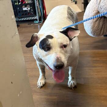 Pamela -  Pit Bull Terrier and Mixed Breed Dog for Adoption in League City, Texas - Pamela | PetCurious