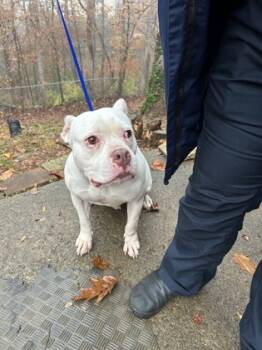 Rescue Pit Bull Terrier and Mixed Breed Dogs for Adoption in Knoxville, Tennessee - Isis | PetCurious