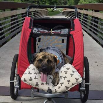 Trig (fka Tig) -  Mixed Breed Dog for Adoption in Minneapolis, Minnesota - Trig (fka Tig) | PetCurious