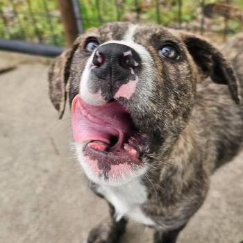 Cattle Dog Dogs Available for Adoption in Tulsa, Oklahoma - Clyde | PetCurious