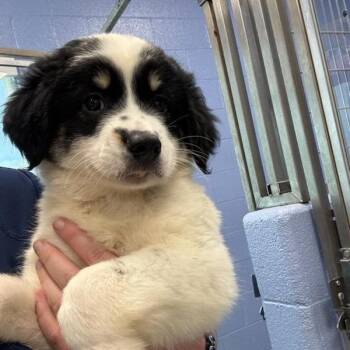 Olaf -  Australian Shepherd and Great Pyrenees Dog for Adoption in Madisonville, Tennessee - Olaf | PetCurious