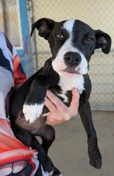 Mixed Breed Dogs Available for Adoption in Kingsland, Georgia - Minnie | PetCurious
