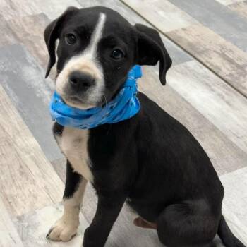 Joey -  Mixed Breed Dog for Adoption in Austin, Texas - Joey | PetCurious