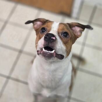 Prince AKA Pythagoras Theorem -  Mixed Breed Dog for Adoption in Charleston, West Virginia - Prince AKA Pythagoras Theorem | PetCurious