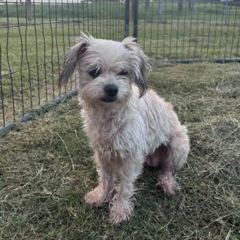 Sadie -  Lhasa Apso and Mixed Breed Dog for Adoption in Floresville, Texas - Sadie | PetCurious