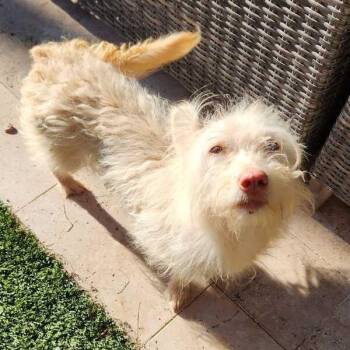 Terrier and Dachshund Dogs Available for Adoption in Phoenix, Arizona - Gracie | PetCurious