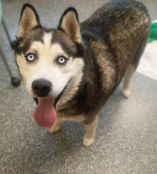 Zella -  Siberian Husky and Mixed Breed Dog for Adoption in Westland, Michigan - Zella | PetCurious