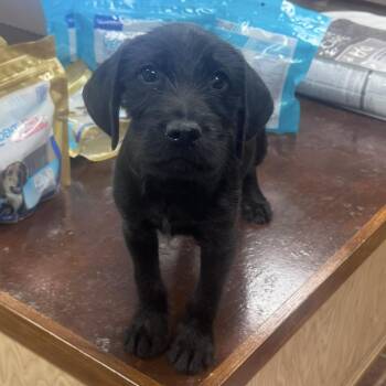 Tess -  Terrier and Poodle Dog for Adoption in Atlanta, Texas - Tess | PetCurious
