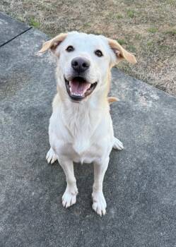 Finn -  Labrador Retriever Dog for Adoption in New Canaan, Connecticut - Finn | PetCurious