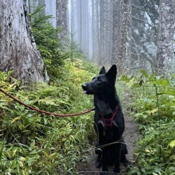 Willow - Courtesy Listing -  German Shepherd Dog and Australian Cattle Dog Blue Heeler Dog for Adoption in Newport, Washington - Willow - Courtesy Listing | PetCurious