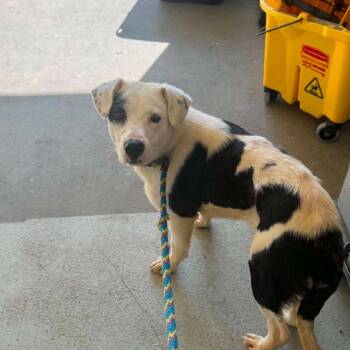 Bloom -  Labrador Retriever and Mixed Breed Dog for Adoption in Washington, District Of Columbia - Bloom | PetCurious