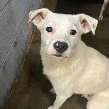 Twister -  Mixed Breed Dog for Adoption in Corbin, Kentucky - Twister | PetCurious