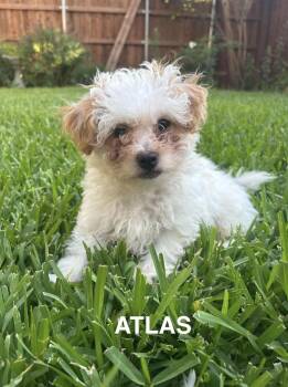 Atlas -  Maltipoo Dog for Adoption in Lucas, Texas - Atlas | PetCurious