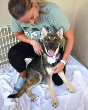 Lyra -  German Shepherd Dog Dog for Adoption in Mckinney, Texas - Lyra | PetCurious