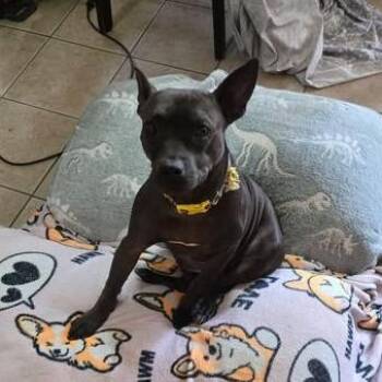 Honor -  Pit Bull Terrier and Mixed Breed Dog for Adoption in Dover, Arkansas - Honor | PetCurious