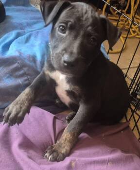 Lucinda -  Labrador Retriever Dog for Adoption in The Woodlands, Texas - Lucinda | PetCurious