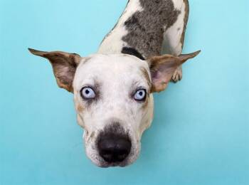 SKYWALKER -  Pointer and Siberian Husky Dog for Adoption in Fort Lauderdale, Florida - SKYWALKER | PetCurious