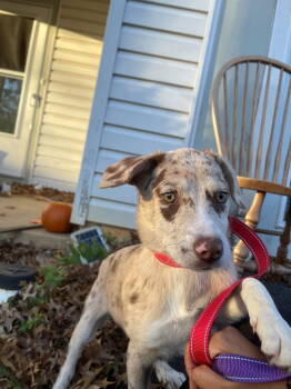 Rescue Labrador Retriever Dogs for Adoption in Herndon, Virginia - Cookies N Cream | PetCurious
