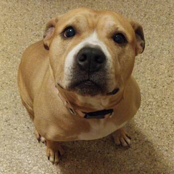 Boxer and Shar Pei Dogs Available for Adoption in Middle Township, New Jersey - Bonnie | PetCurious