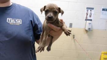 BLOSSOM -  Pit Bull Terrier and Mixed Breed Dog for Adoption in Tulsa, Oklahoma - BLOSSOM | PetCurious