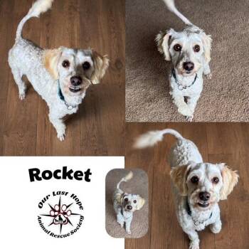 Rocket -  Poodle and Maltese Dog for Adoption in Princeton, British Columbia - Rocket | PetCurious