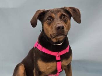 Layla -  Doberman Pinscher and Hound Dog for Adoption in Minneapolis, Minnesota - Layla | PetCurious