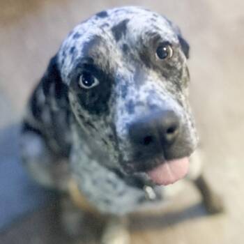 Rescue Catahoula Leopard Dog Dogs for Adoption in Ottawa Hills, Ohio - Nylah | PetCurious