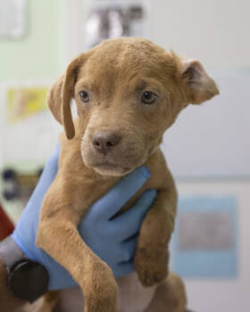 Rescue Mixed Breed Dogs for Adoption in Hobart, Indiana - Brutus | PetCurious