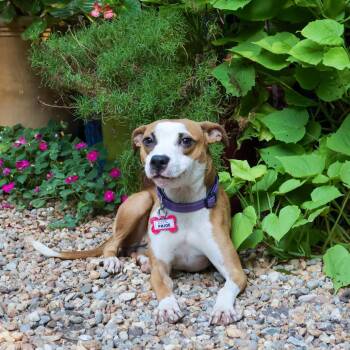 Paige -  Hound Dog for Adoption in Wake Forest, North Carolina - Paige | PetCurious