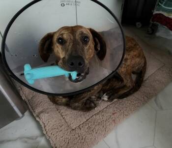 Doberman Pinscher and Dutch Shepherd Dogs Available for Adoption - MAGIC | PetCurious