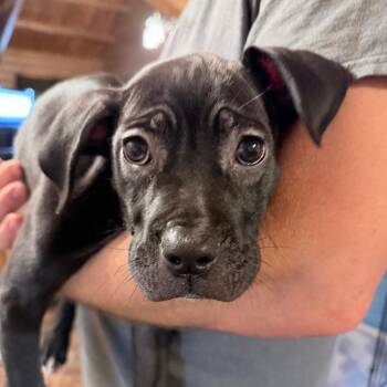 Bitsy -  Pit Bull Terrier and Mixed Breed Dog for Adoption in Northville, Michigan - Bitsy | PetCurious