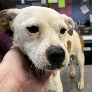 Rosalia -  Terrier and Mixed Breed Dog for Adoption in Marble, North Carolina - Rosalia | PetCurious