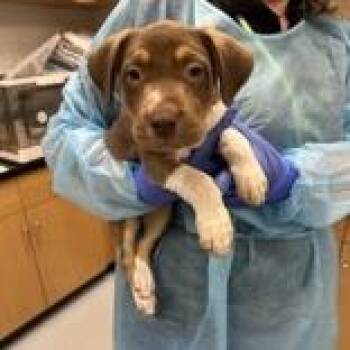 Empress -  Hound and Terrier Dog for Adoption in Clearwater, Florida - Empress | PetCurious