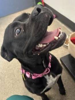 Amara -  Labrador Retriever Dog for Adoption in Cleveland, Ohio - Amara | PetCurious