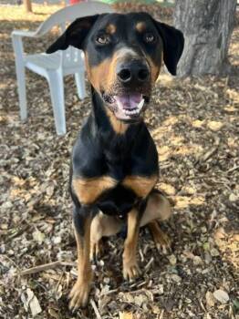 DEBO* -  Doberman Pinscher Dog for Adoption in Santa Cruz, California - DEBO* | PetCurious