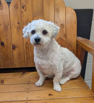 BamBam -  Shih Tzu and Bichon Frise Dog for Adoption in Parsons, Kansas - BamBam | PetCurious